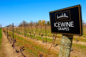 Inniskillin Winery, especializada en los famosos vinos de hielo.