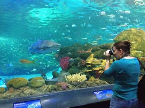 Ripley’s Aquarium, Toronto.