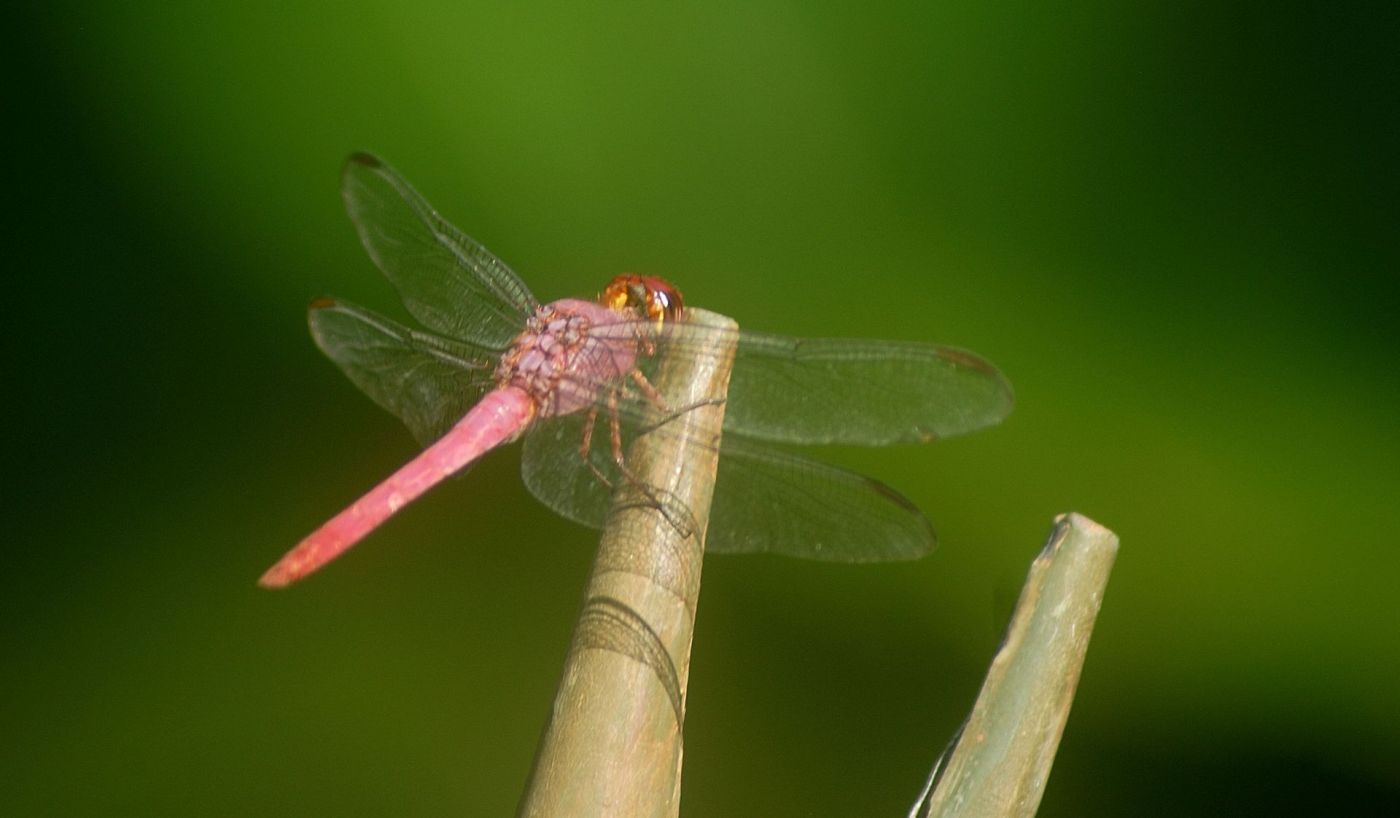 Libélula en Manuel Antonio, Costa Rica.