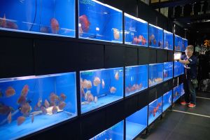 Mercado de peces en Hong Kong.