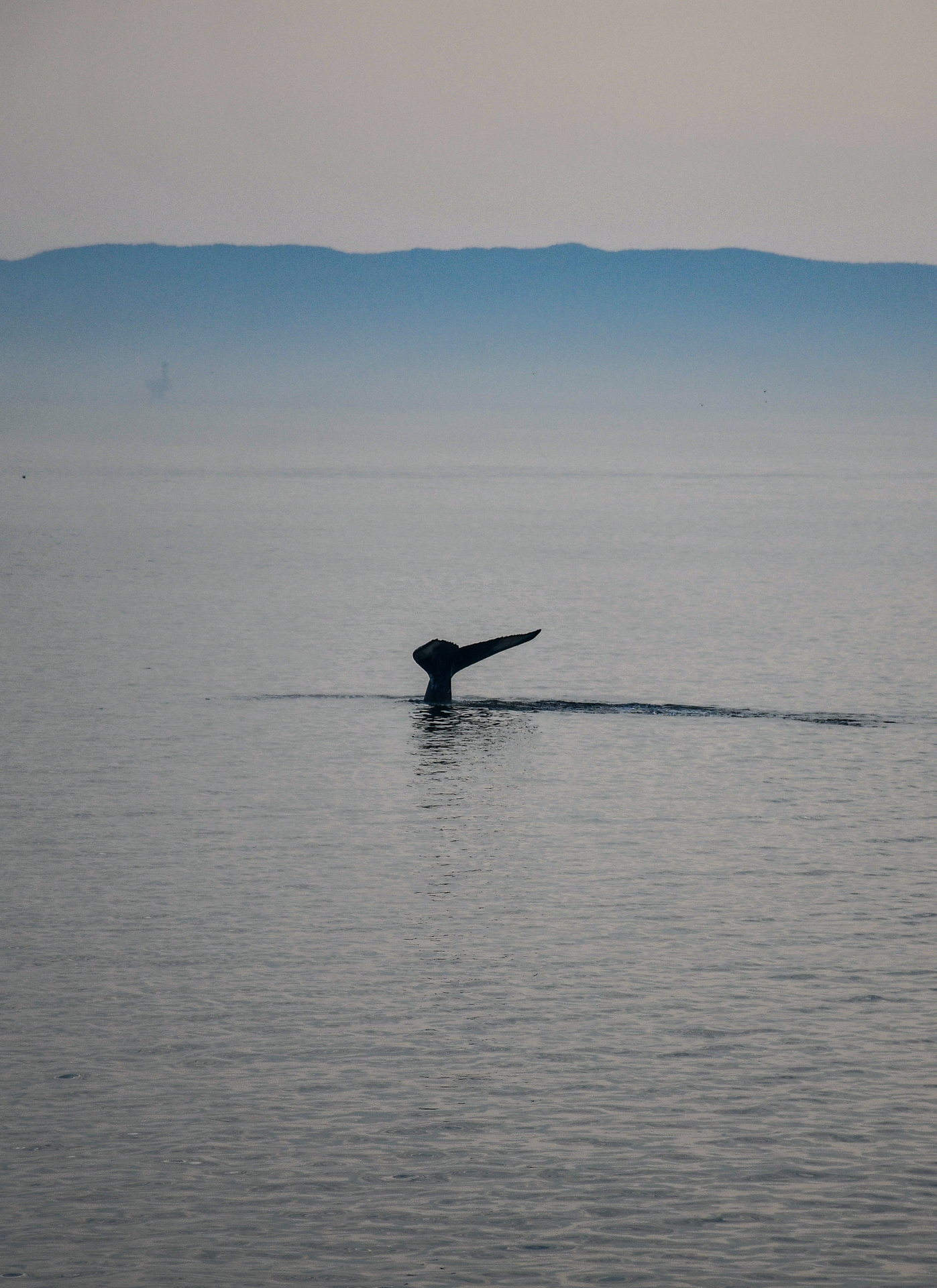 Bruma sobre el río Saint-Laurent y una ballena deja ver su cola. Parque Marino Saguenay-Saint-Laurent, Quebec, Canadá.