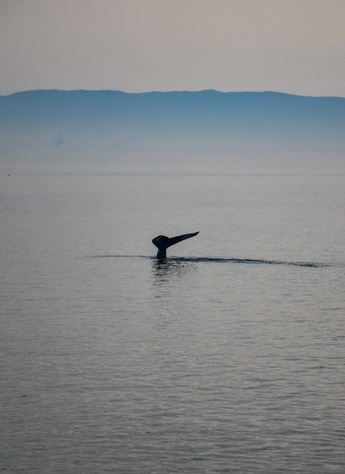 Bruma sobre el río Saint-Laurent y una ballena deja ver su cola. Parque Marino Saguenay-Saint-Laurent, Quebec, Canadá.