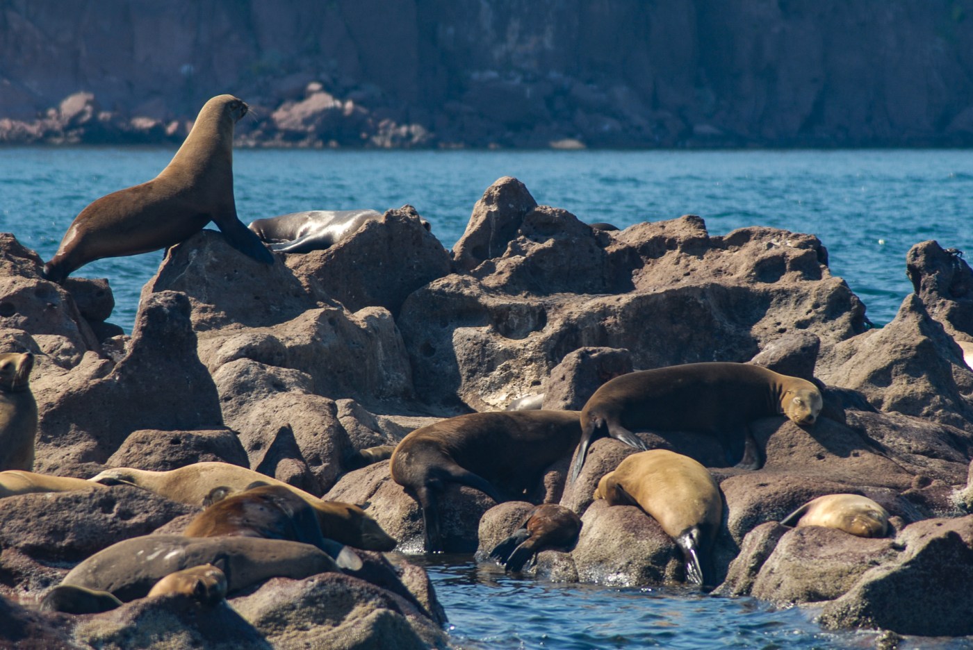 Lobos marinos en el archipiélago Espíritu Santo, Mar de Cortés, México.